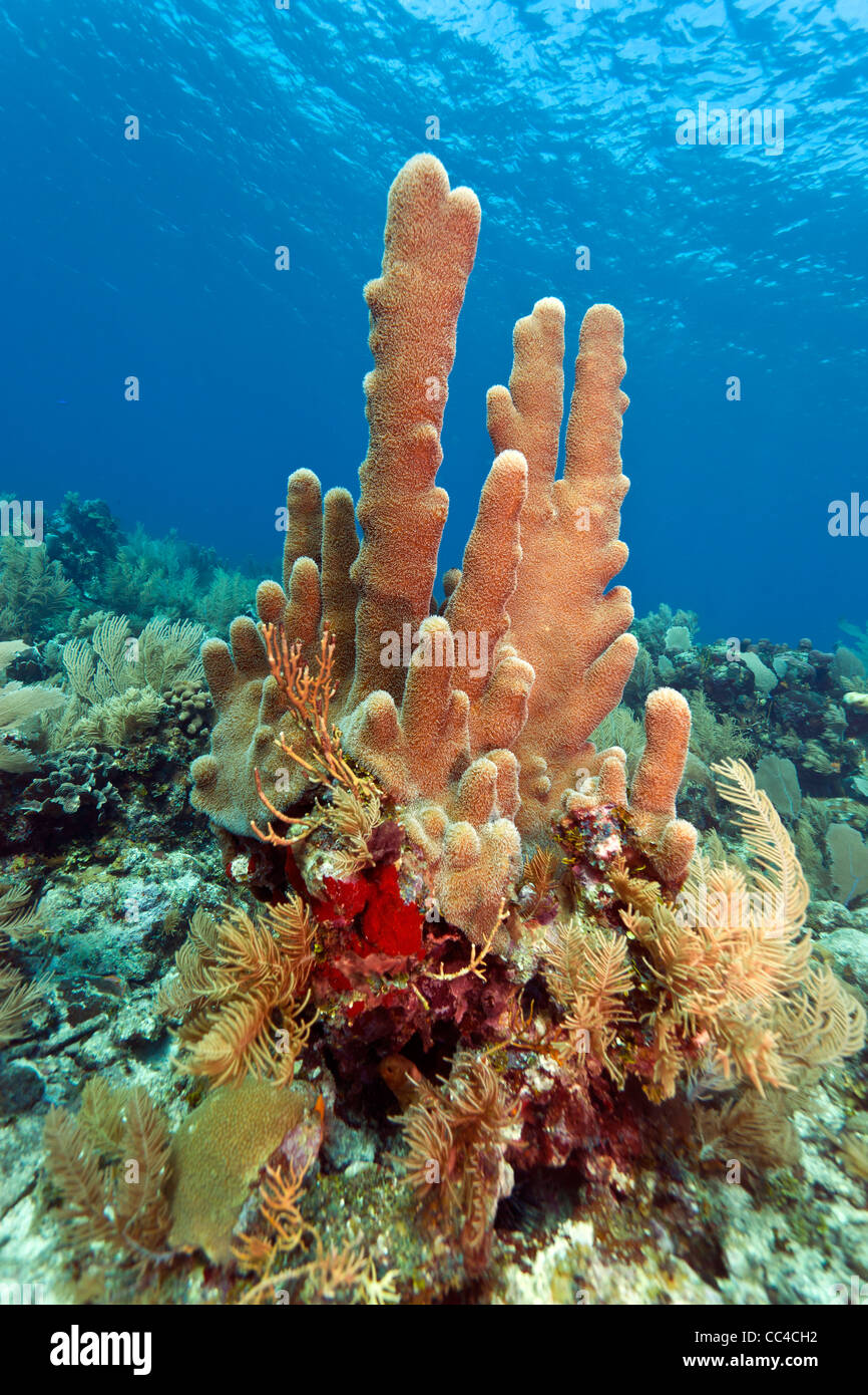 Pillar corals (Dendrogyra cylindricus) Stock Photo
