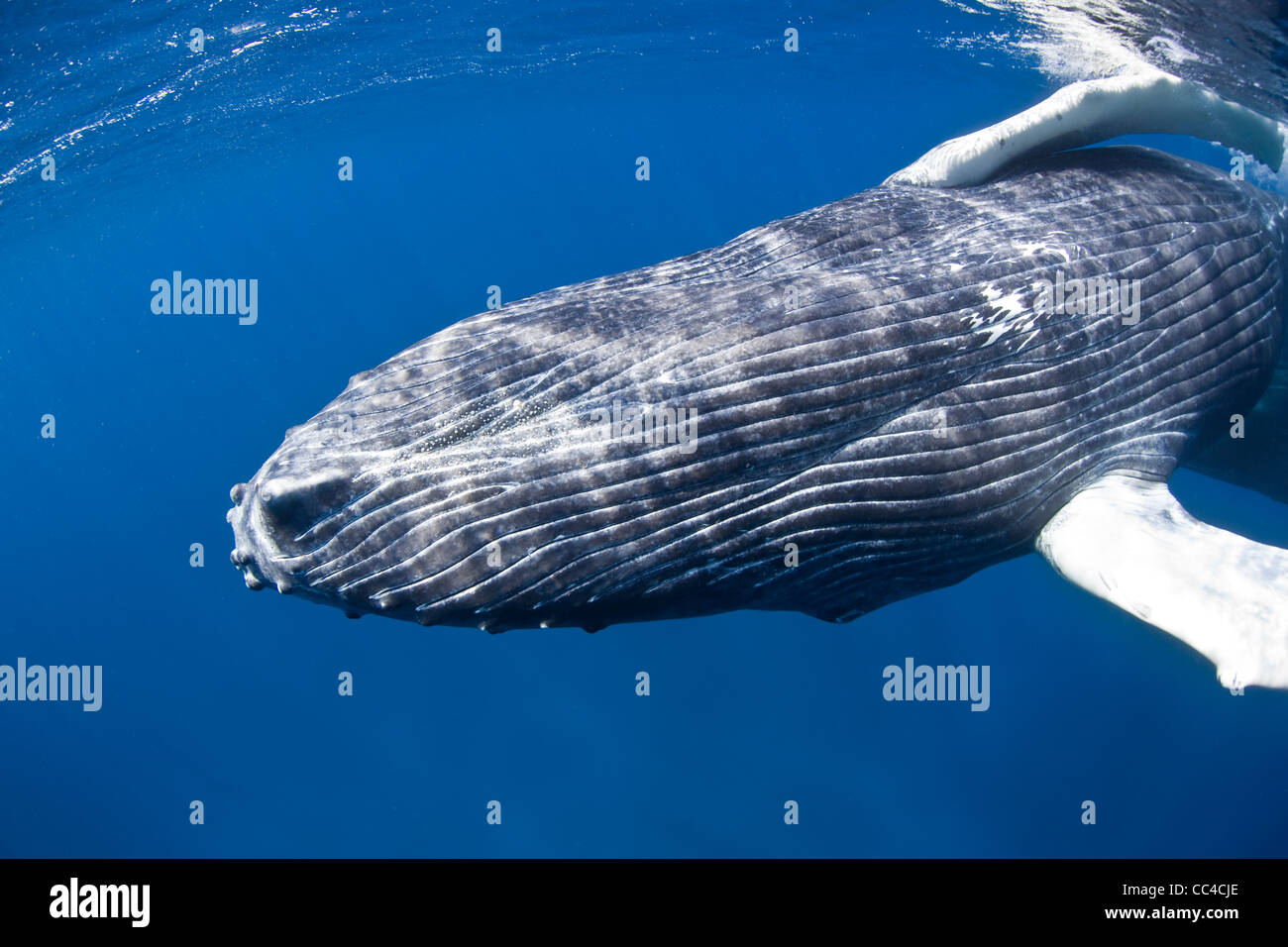 A young Humpback whale calf (Megaptera novaeangliae) plays at the surface in its calving grounds in the Caribbean Sea. Stock Photo