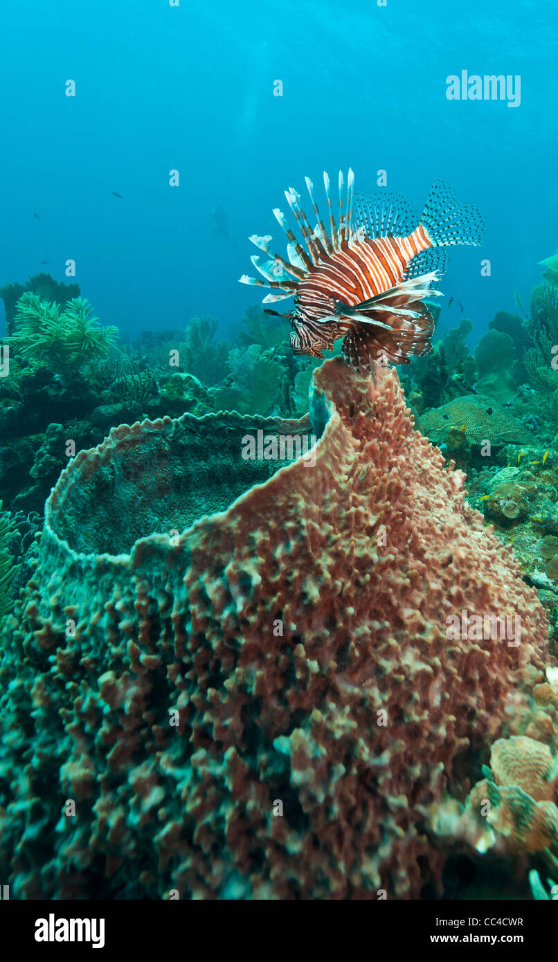 Lionfish Roatan red lionfish (Pterois volitans) off the coasr of Roatan Honduras Stock ...