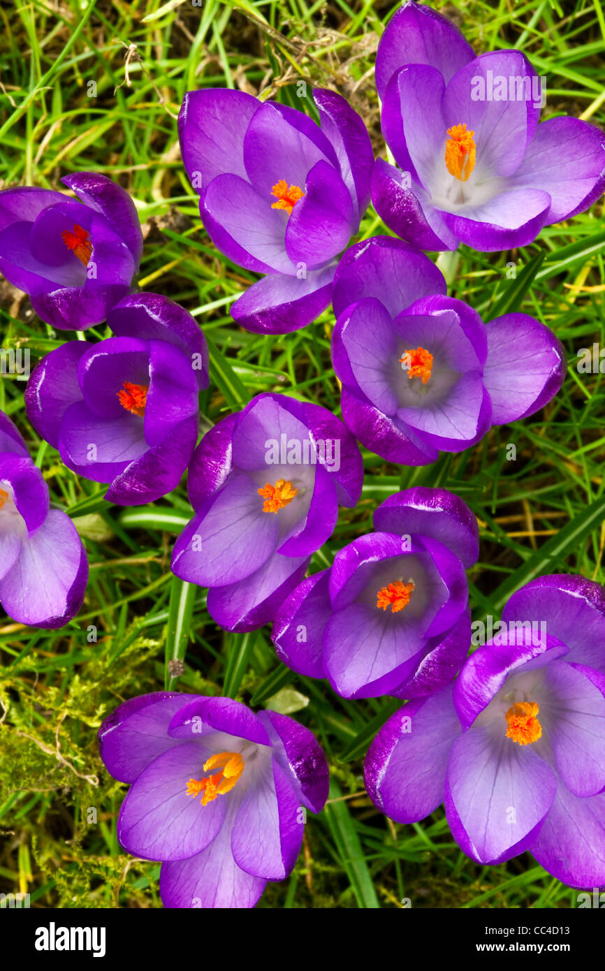 A close up of purple crocus flowers in spring Stock Photo