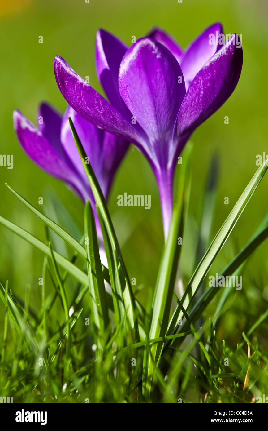 Crocus lawn hires stock photography and images Alamy