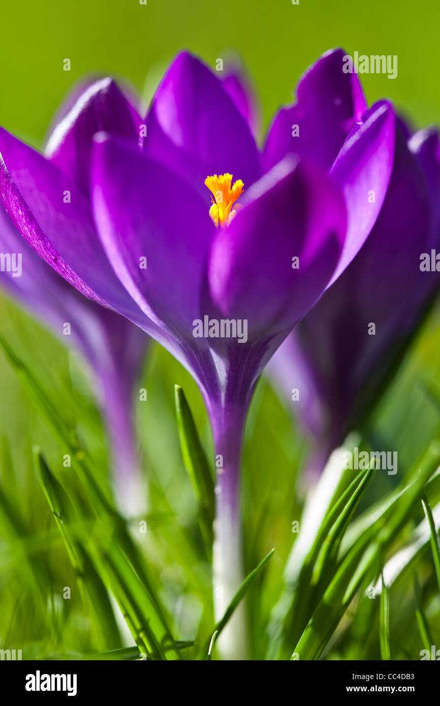A close up of purple crocus flowers in spring Stock Photo