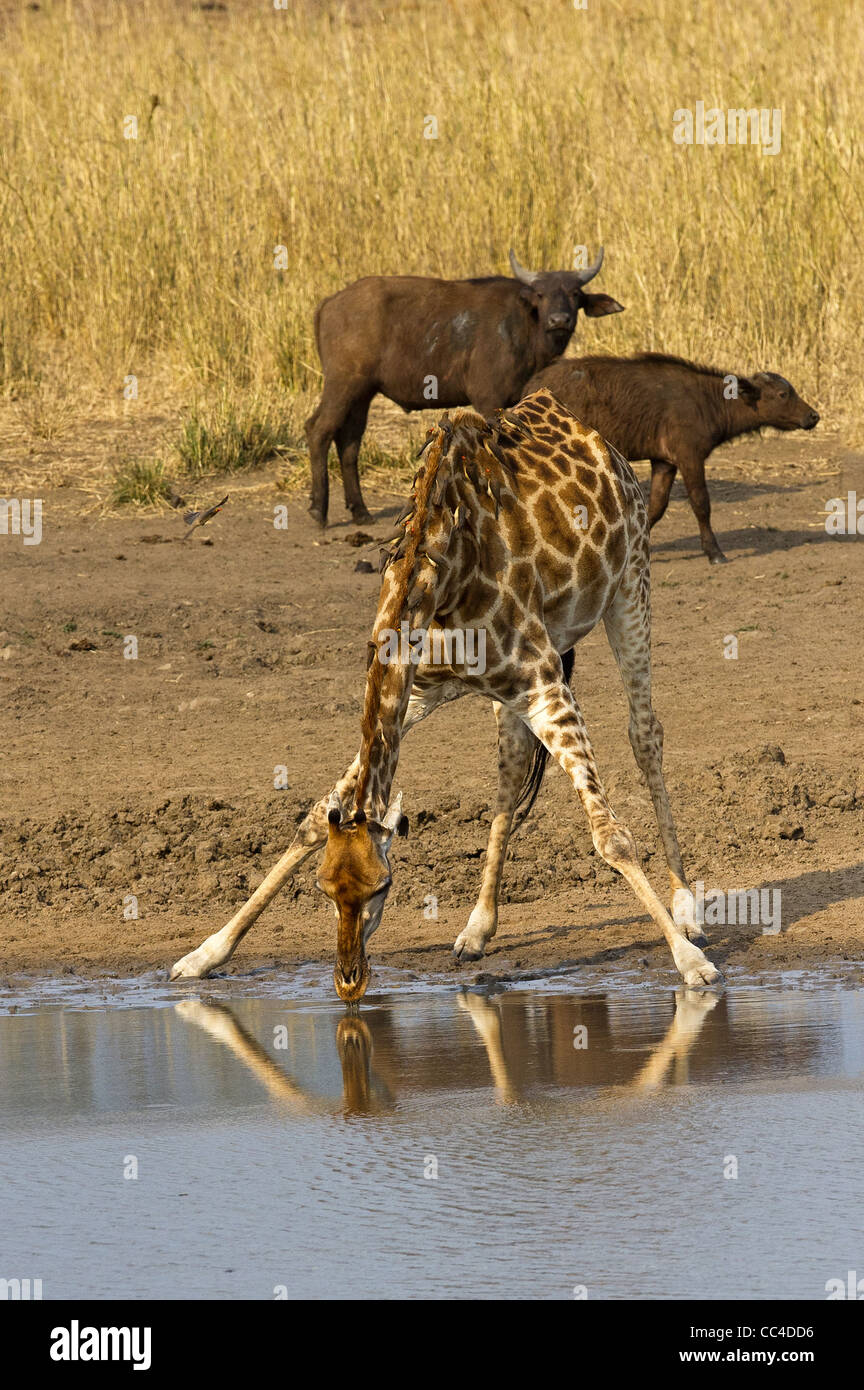 A Giraffe drinking at a waterhole Stock Photo