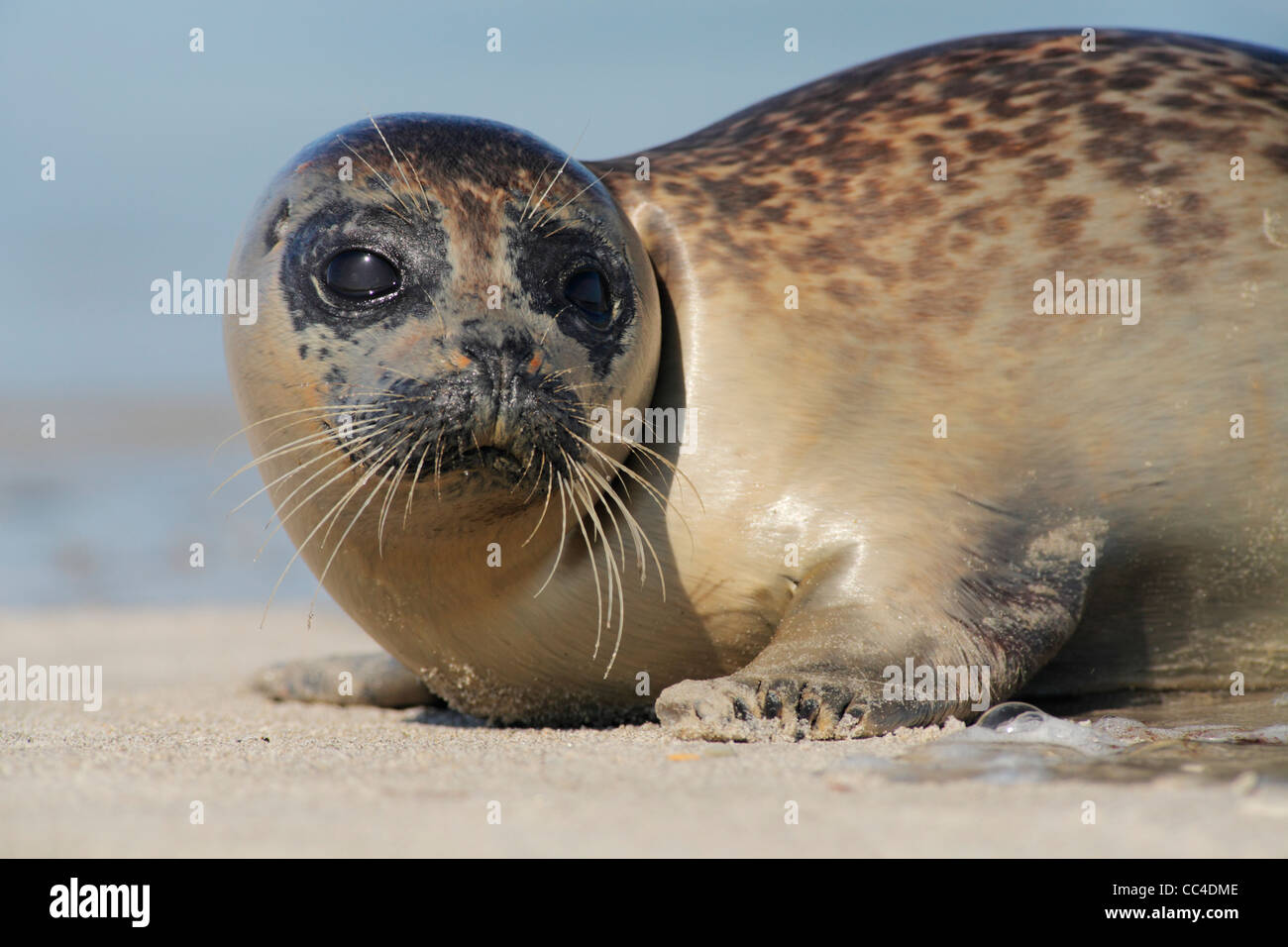 juvenile common seal; Latin: Phoca vitulina; harbour seal, harbor seal Stock Photo