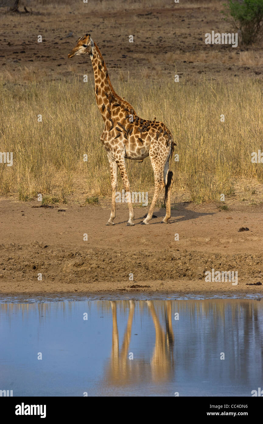 A Giraffe at a waterhole Stock Photo