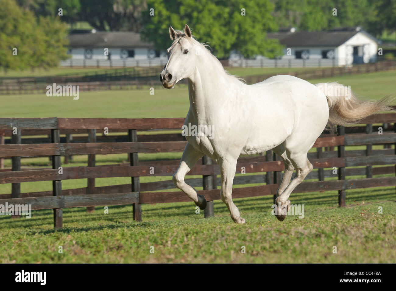 20 year old Thoroughbred horse stallion Stock Photo Alamy