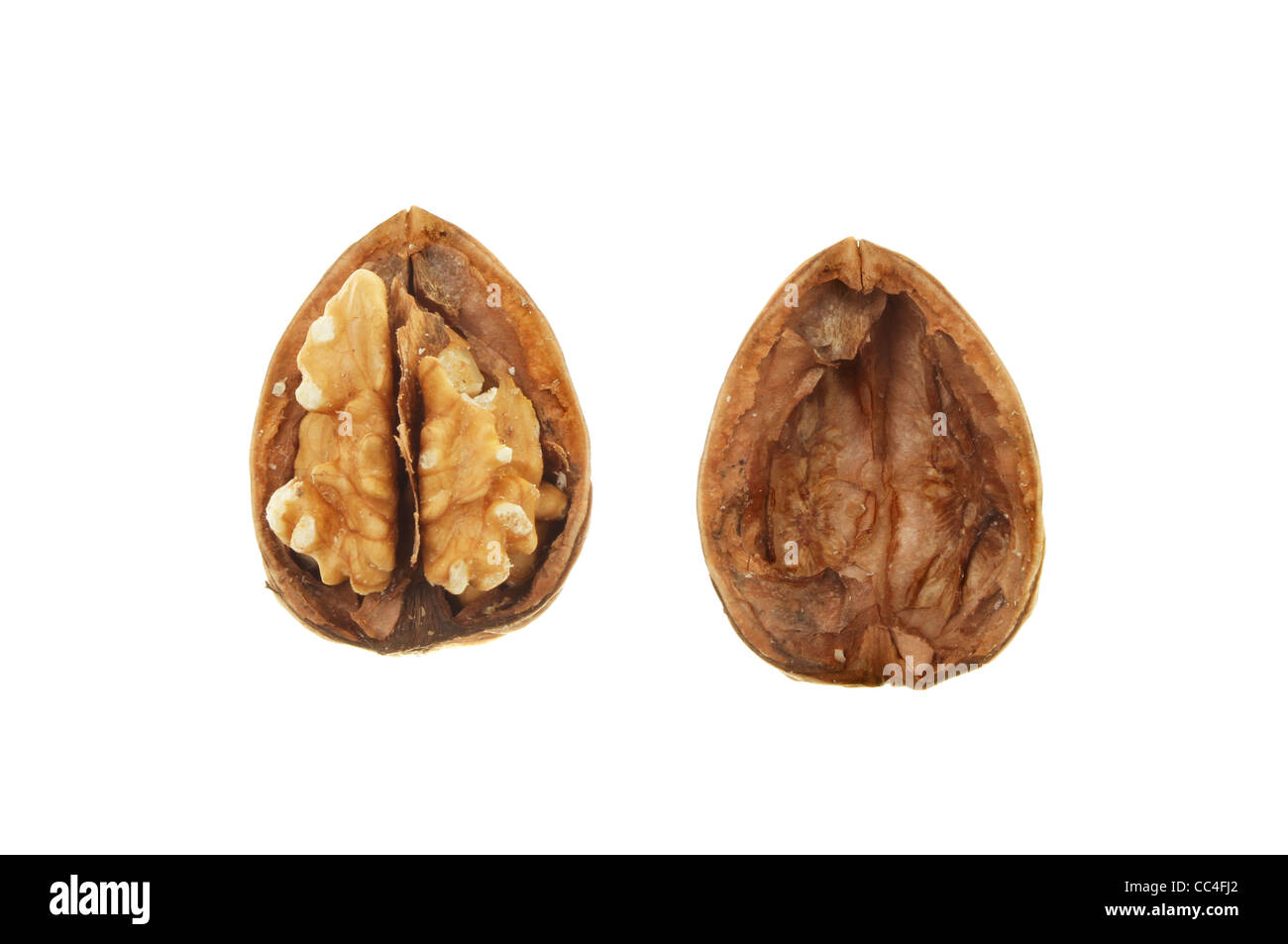 Cracked walnut shell with whole nut and empty shell isolated against white Stock Photo