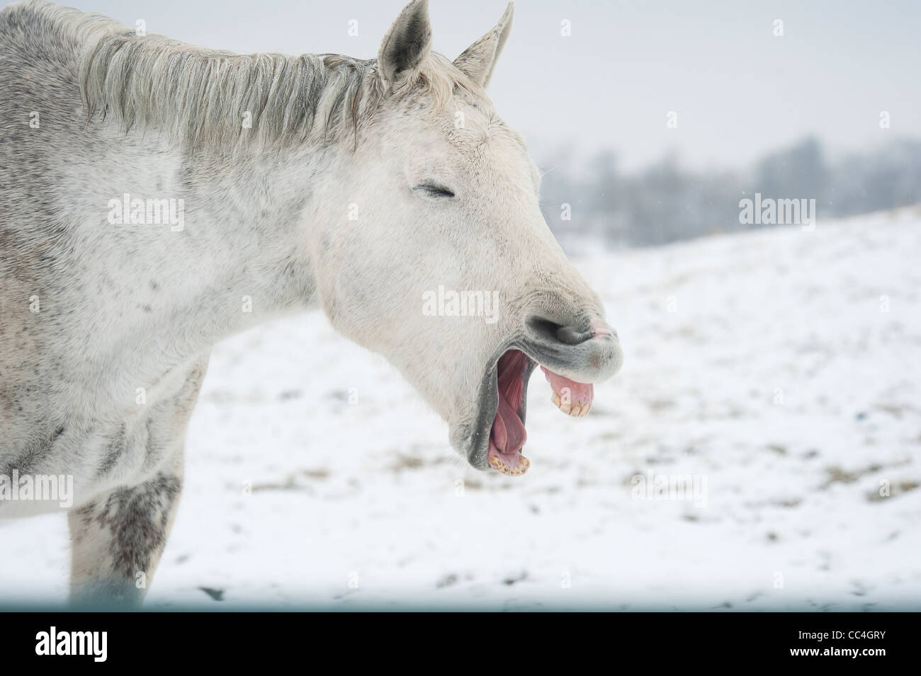 Quarter horse mare Stock Photo