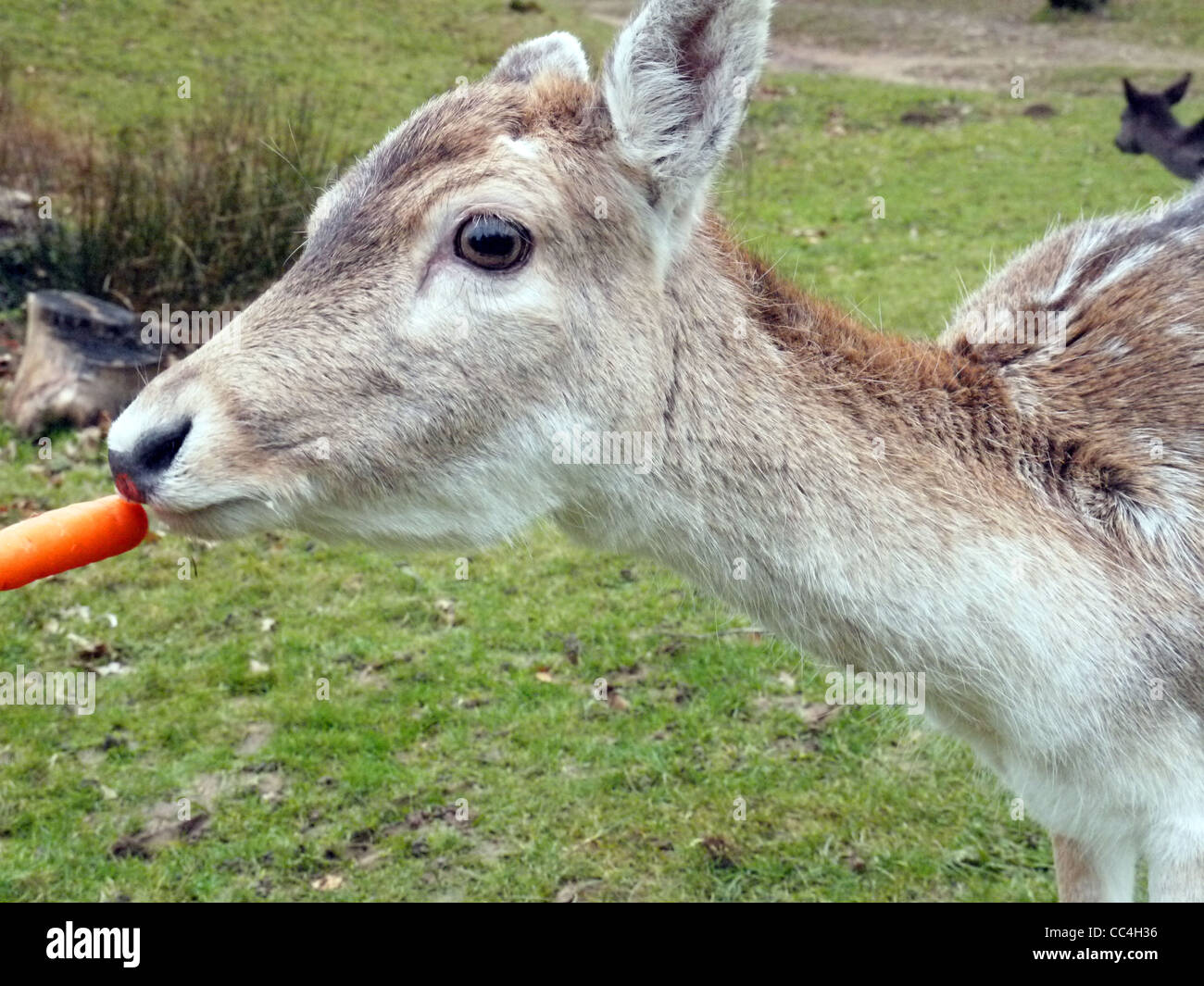 Close up image of a deer in Knole Park Sevenoaks feeding on a carrot
