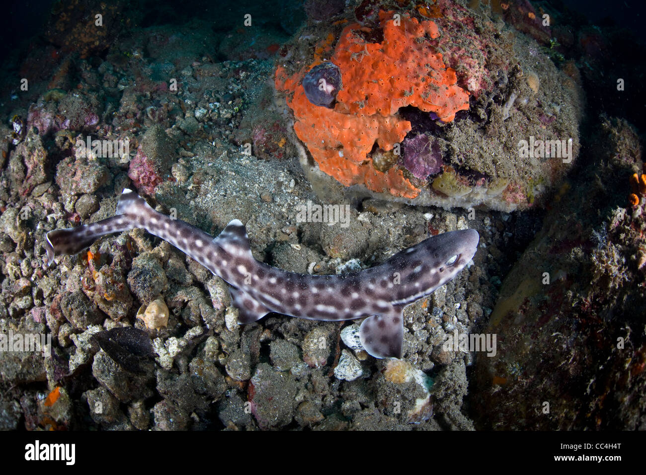 A Coral cat shark (Atelomycterus marmoratus) sits on the bottom underneath a ledge on a diverse coral reef in Indonesia. Stock Photo