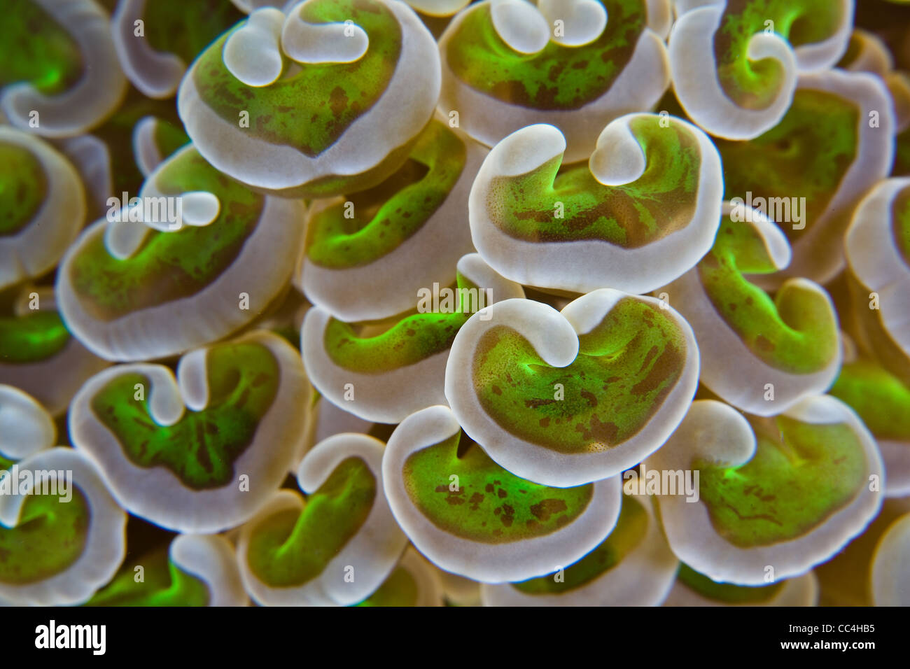 Distinctive tips of coral polyp tentacles (Euphyllia ancora) form unique patterns.  This species is abundant on deep reef flats. Stock Photo