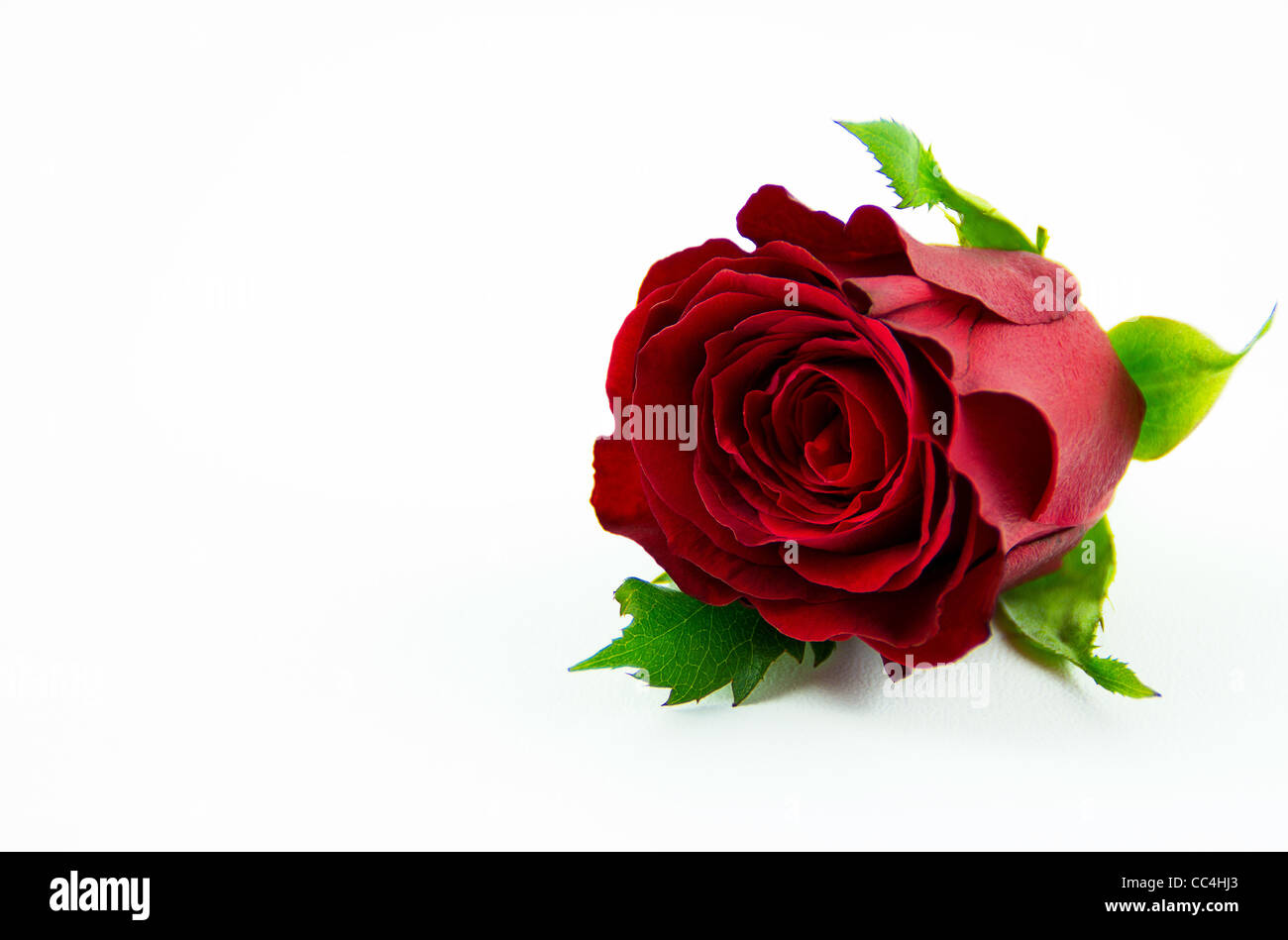 Floral English Single Red Rose Stock Photo