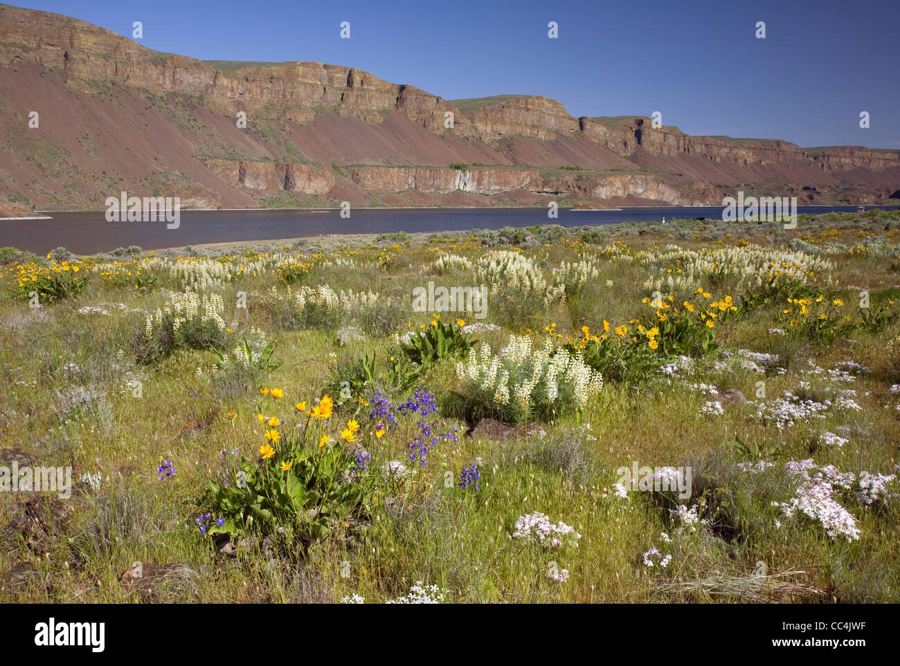 Arrow leaf Balsamroot and sulphur lupine with larkspur and phlox blooming in the meadows along the shores of Lenore Lake. Stock Photo