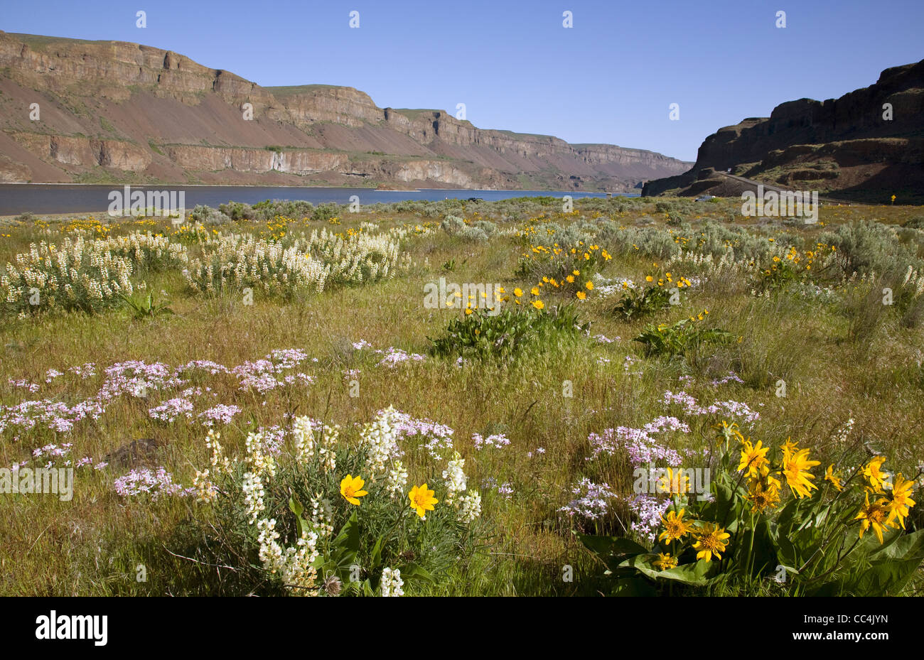 Arrow leaf Balsamroot and sulphur lupine with larkspur and phlox blooming in the meadows along the shores of Lenore Lake. Stock Photo