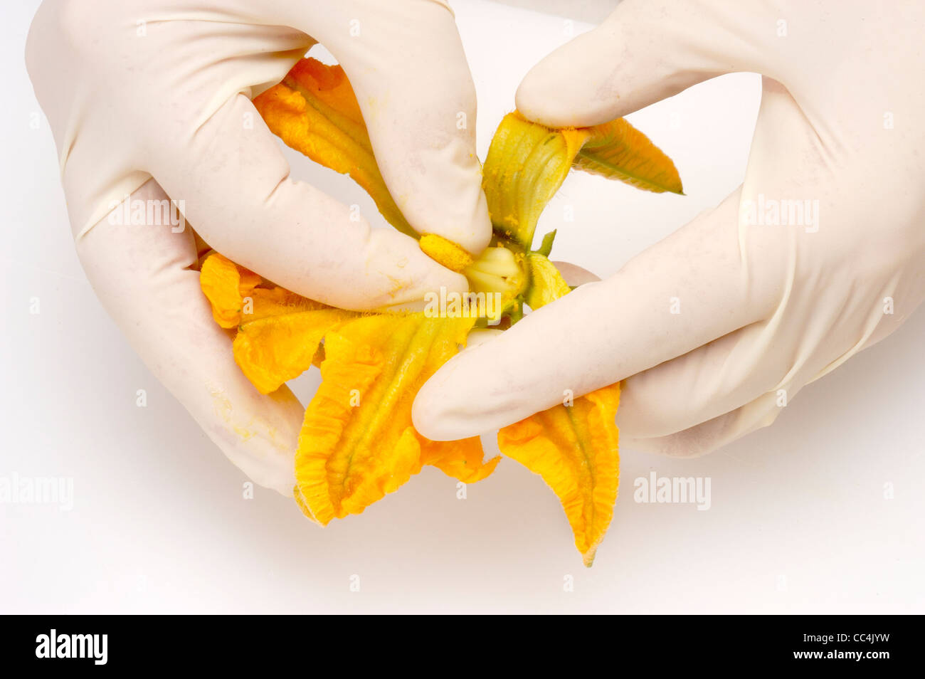 Cuisine Zucchini Flowers. How To Remove The Pistil Stock Photo Alamy