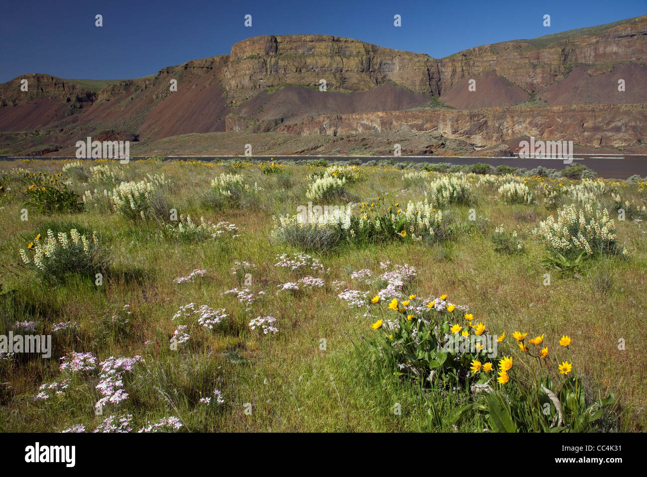Arrow leaf balsamroot, sulphur lupine, larkspur and phlox blooming along the shores of Lenore Lake in the Lower Grand Coulee. Stock Photo