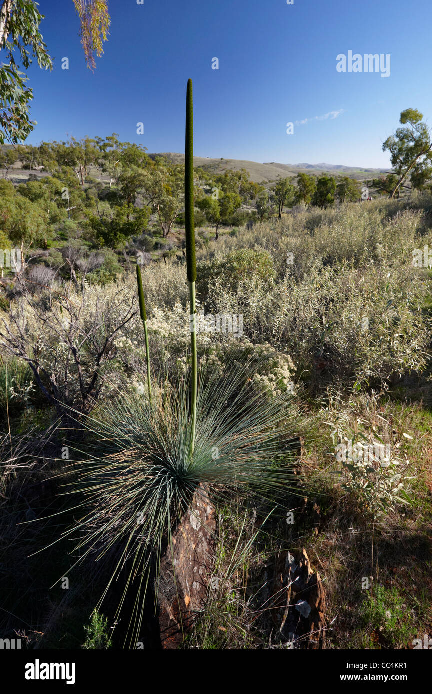 Grasstree Blackboy Plant (Xanthorrhoea semiplana ssp. Semiplana