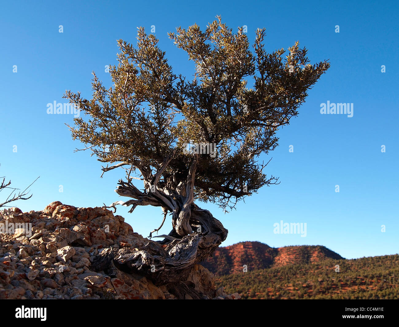A lone mountain mahogany tree on a rocky ridge. Stock Photo