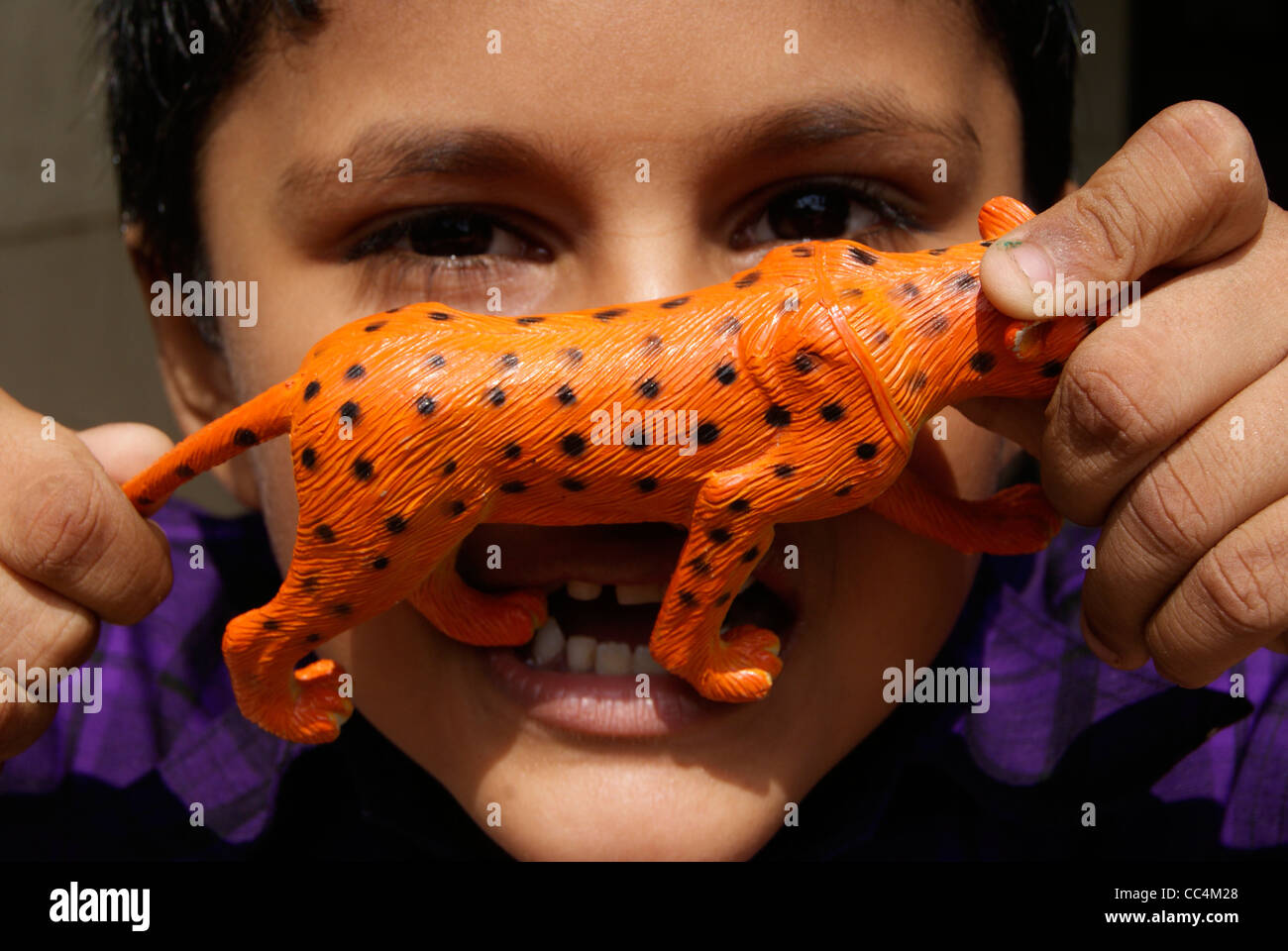 Tiger with toy hires stock photography and images Alamy