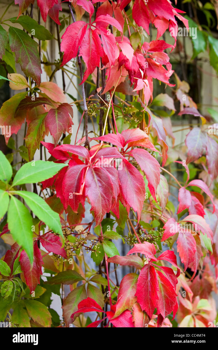 Vibrant Autumn Colors Virginia Creeper Climbing Plant with Window in Background Stock Photo