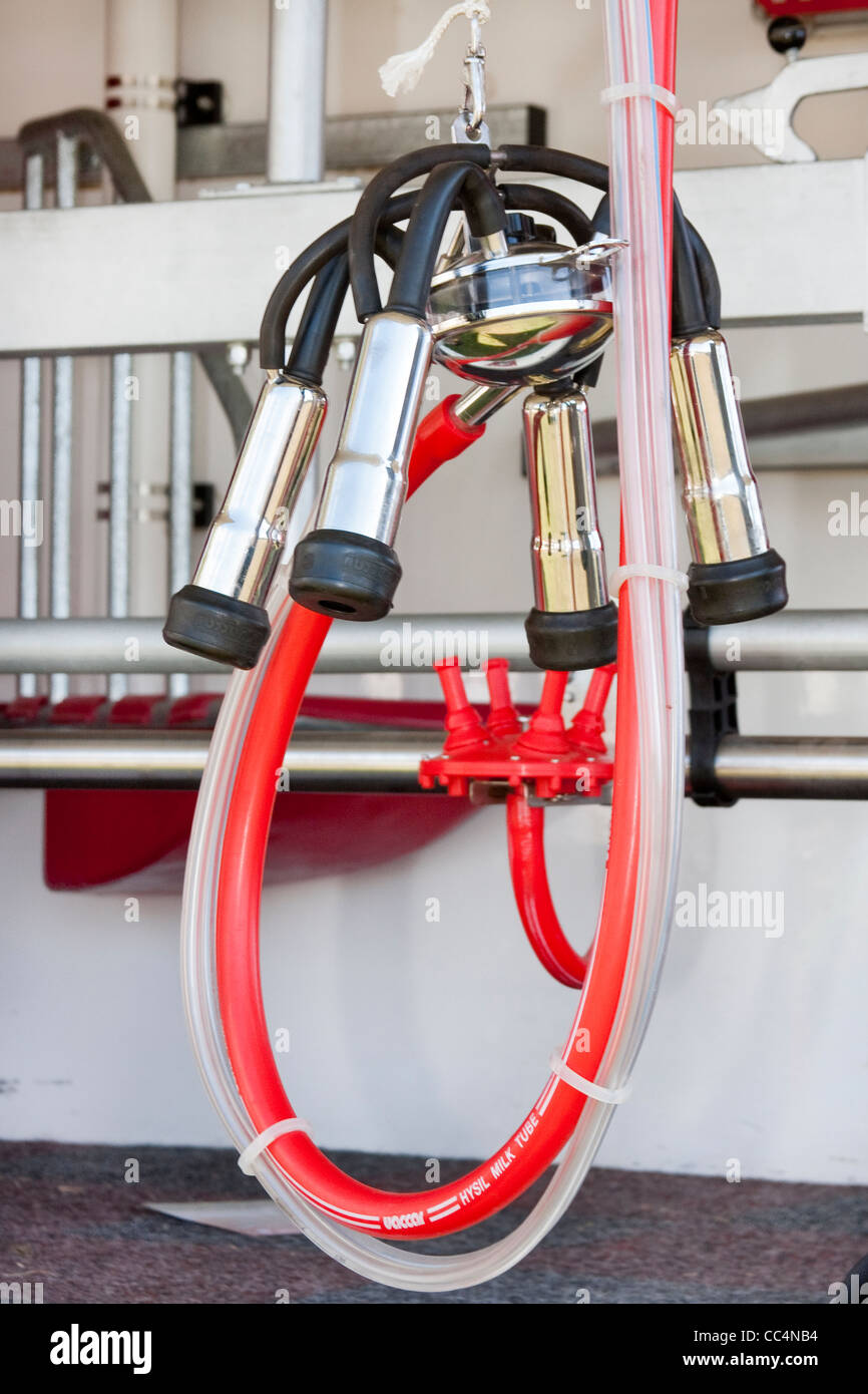 Cattle Milking Equipment Suckers with Bright Red Tubing Stock Photo