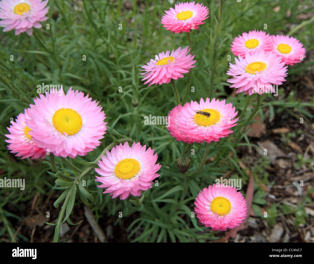 Everlasting flowers (rhodanthe chlorocephala) growing in Perth, Western Australia Stock Photo