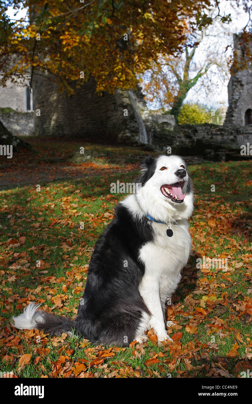 A Black And White Dog Sat At Minster Lovell Hall Stock Photo