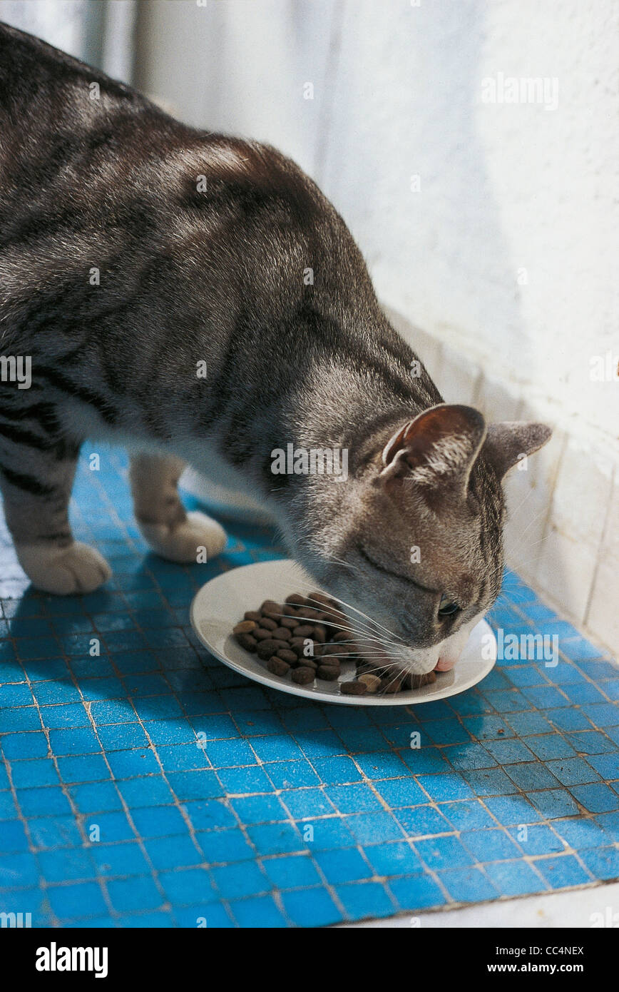 Cat eat while the town croquettes hires stock photography and images