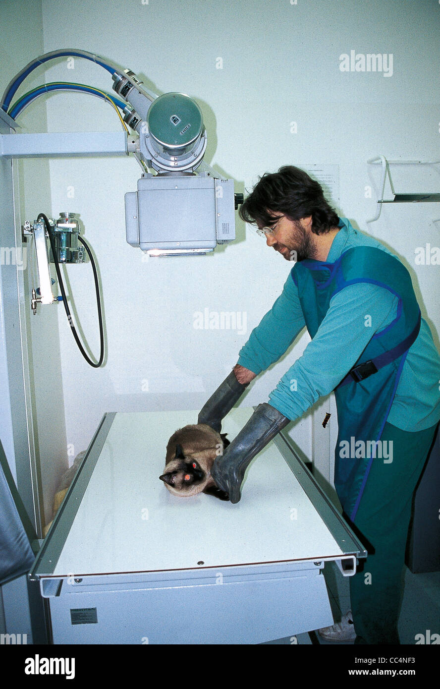 Veterinary: Radiography Of The Cat Stock Photo - Alamy