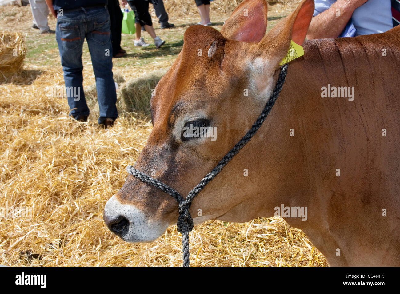 Red jersey cow hi-res stock photography and images - Alamy