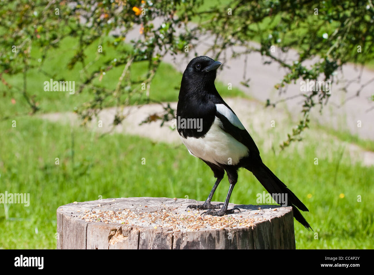 European Magpie Perched on Log with Food Stock Photo