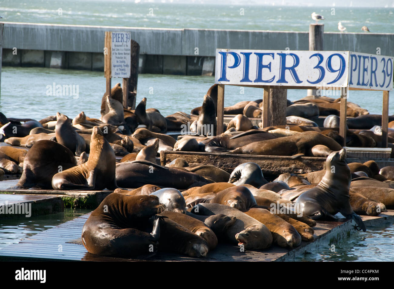 San Francisco Seals