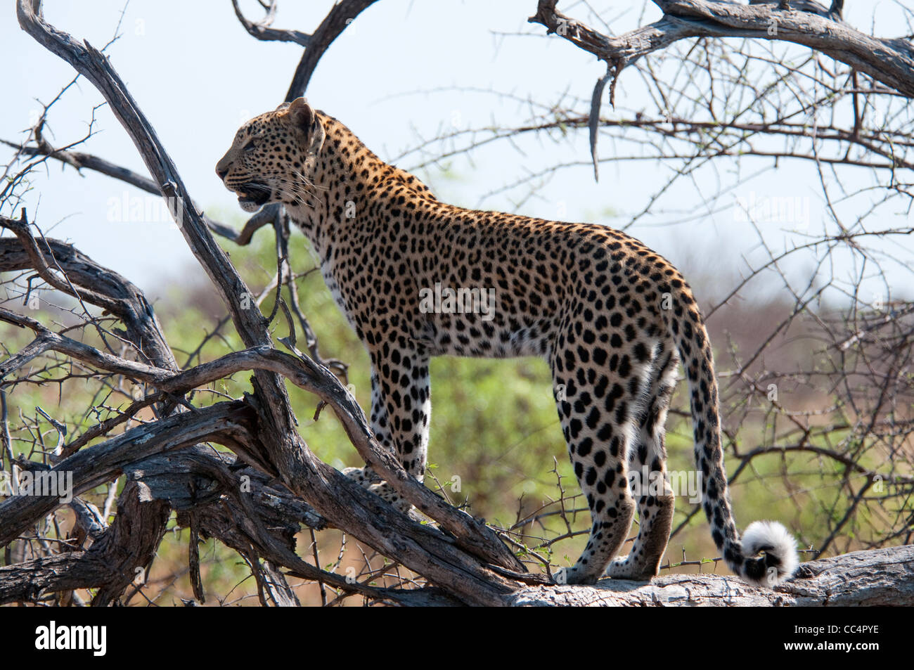 Africa Botswana Tuba Tree-Leopard standing in tree ( Panthera pardus) Stock Photo
