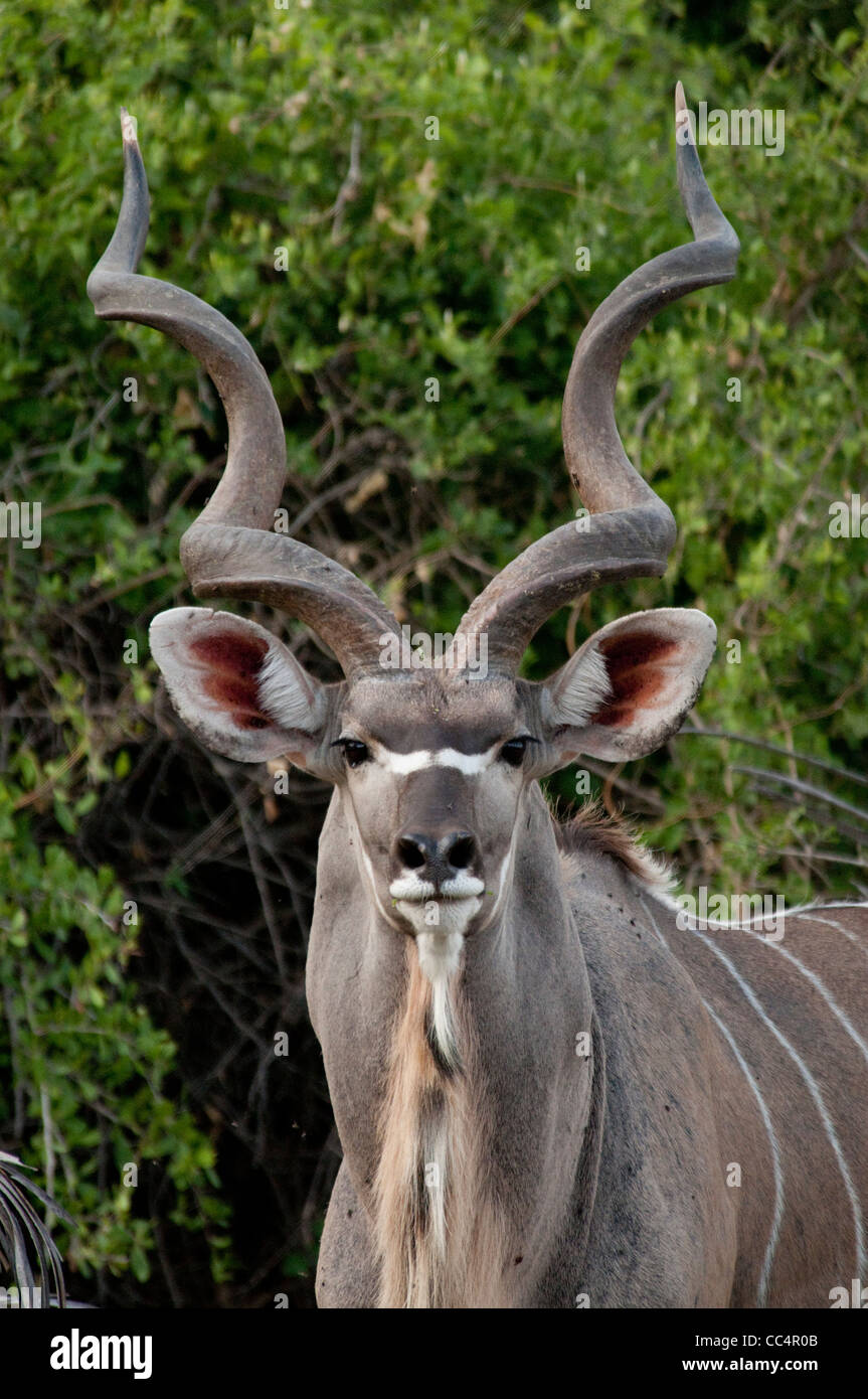 Kudu Head