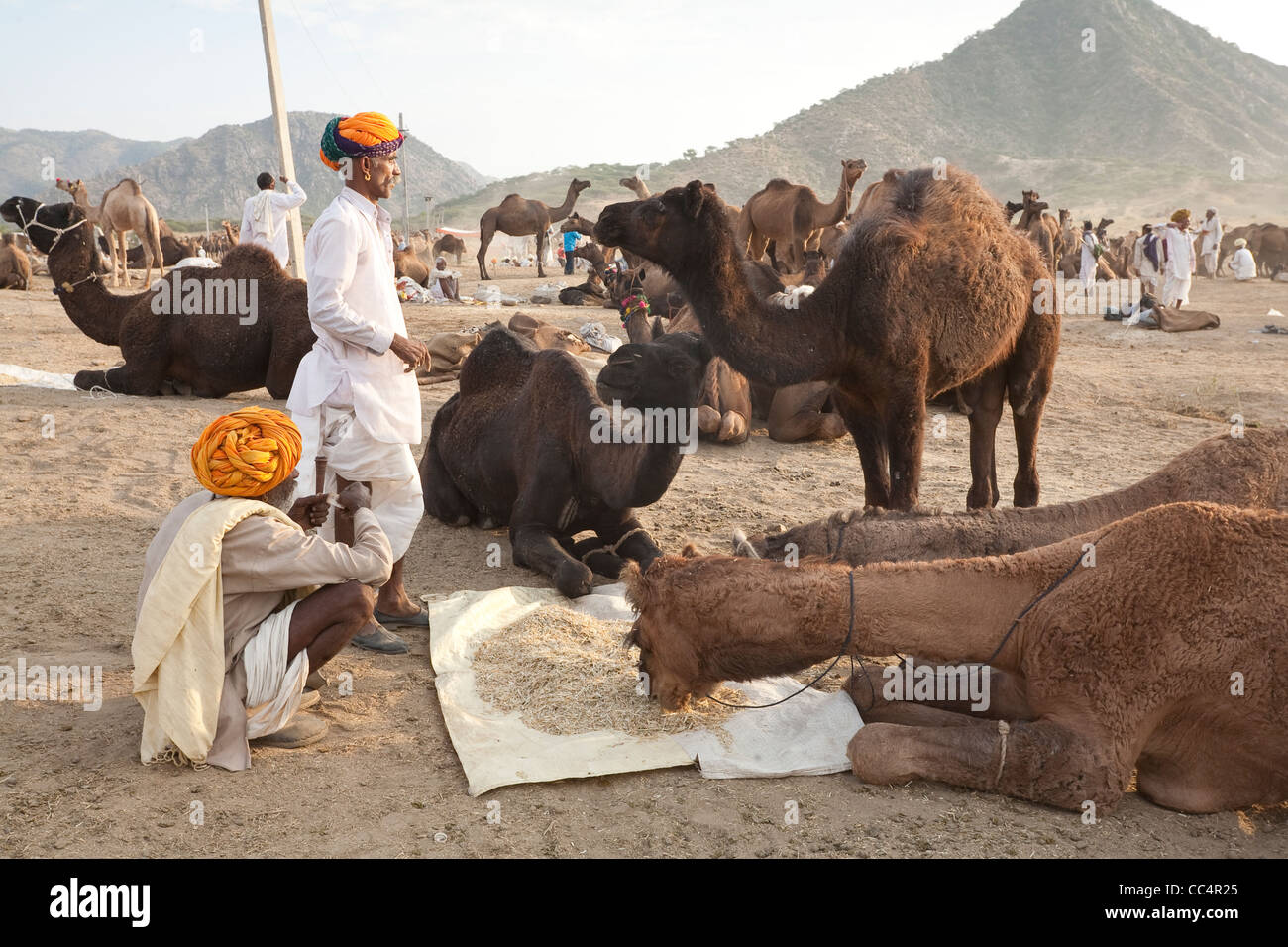 Fair animals hi-res stock photography and images - Alamy