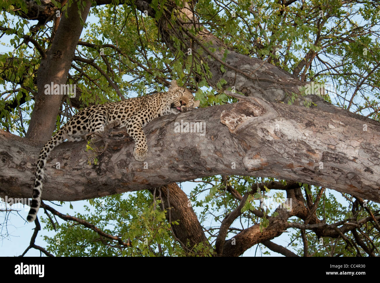 Africa Botswana Tuba Tree-Leopard lying in tree, sleeping ( Panthera pardus) Stock Photo