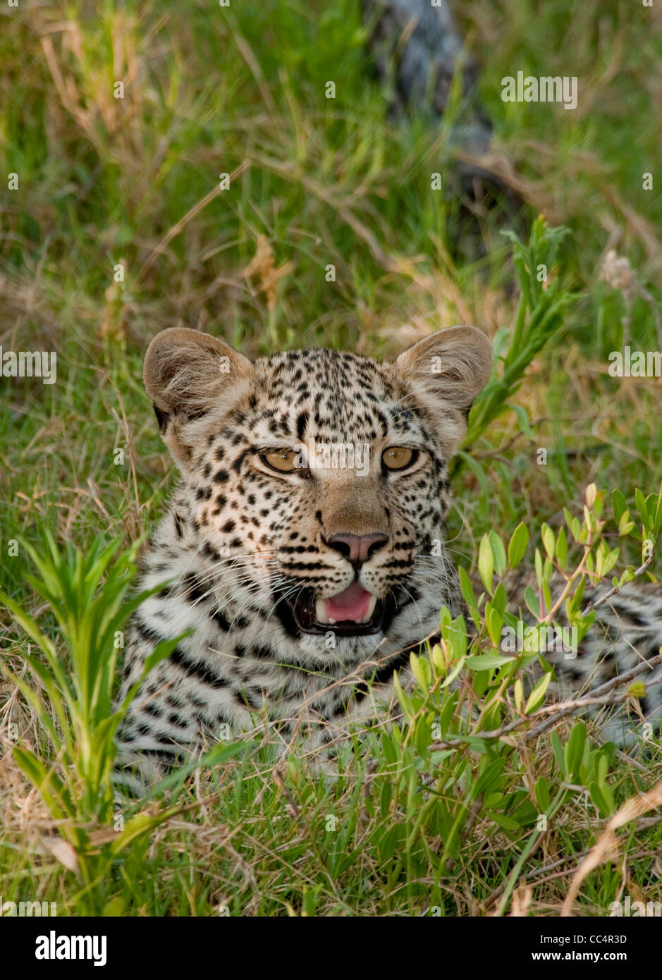 Leopard lying down hi-res stock photography and images - Alamy