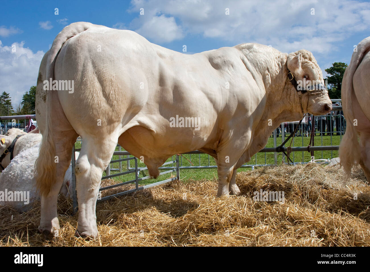 prize-winning-bull-profile-of-muscular-body-CC4R3K.jpg