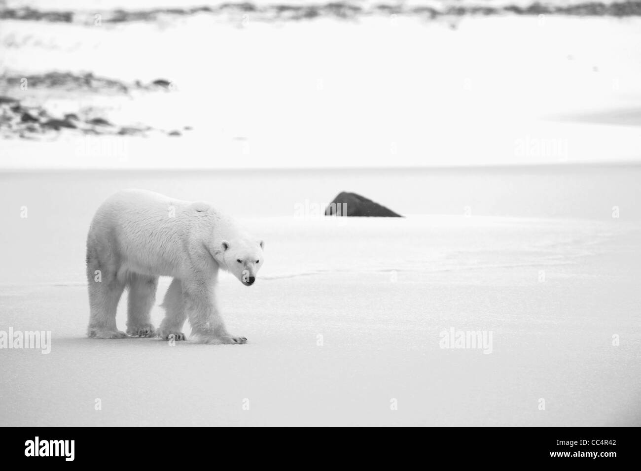 Polar Bear on the snow. Black and white photo. Stock Photo