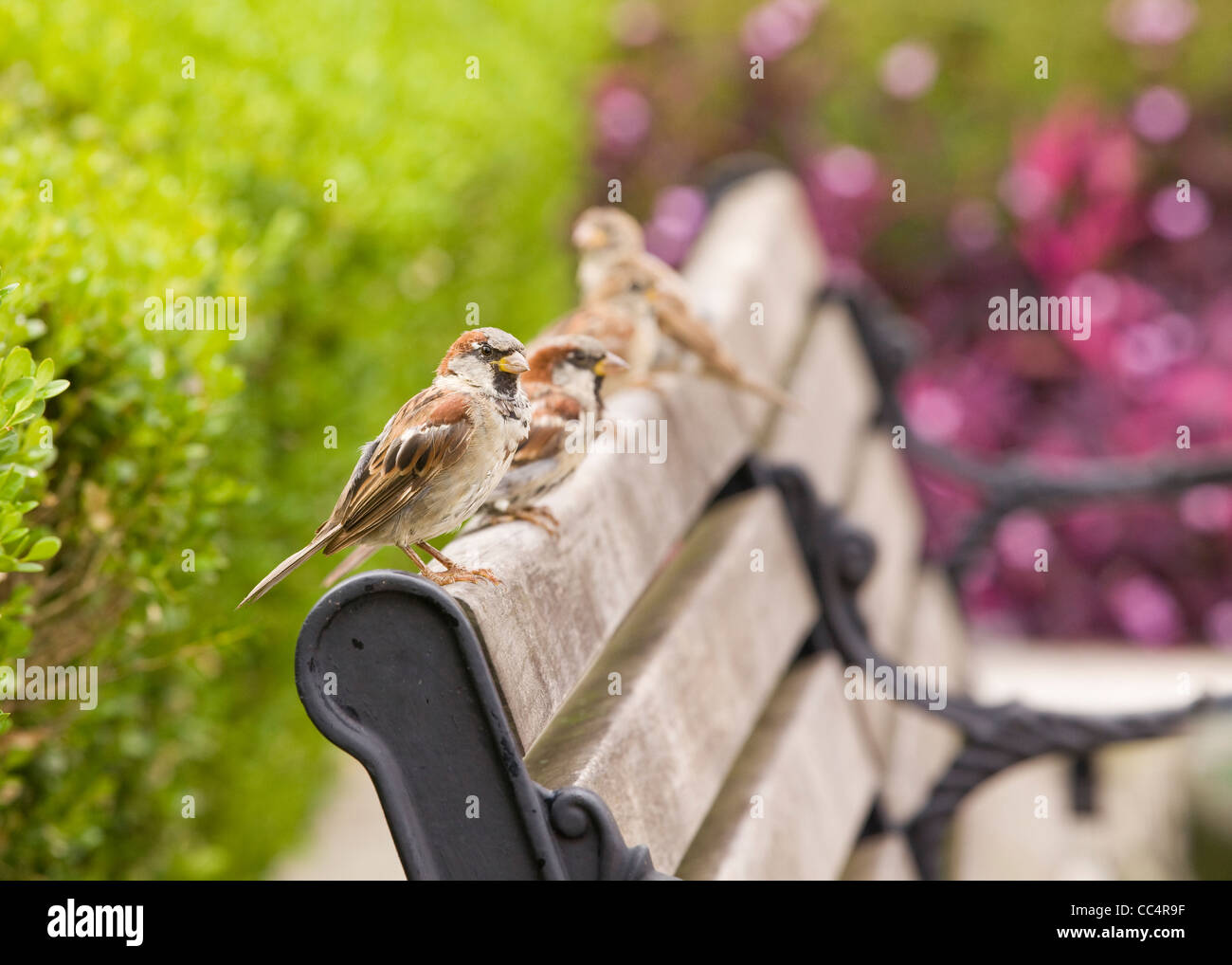 Common House sparrows resting on park bench Stock Photo