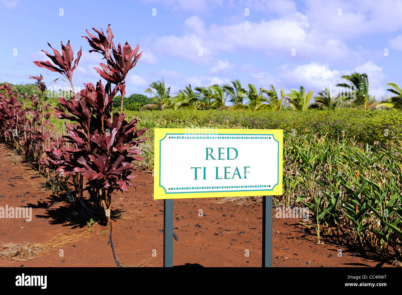 Ti Leaf Plants Dole Plantation Wahiawa Honolulu Hawaii Oahu Pacific