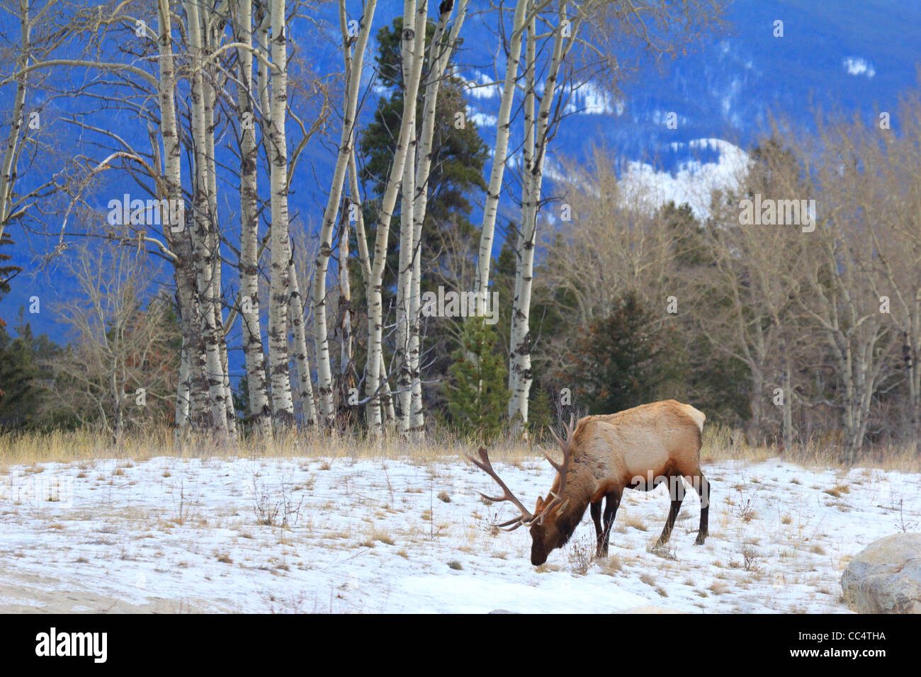 40,914.04482 Large antlers wild elk bull eating grazing in a snowy January meadow field with aspen trees & distant mountain in background. Stock Photo