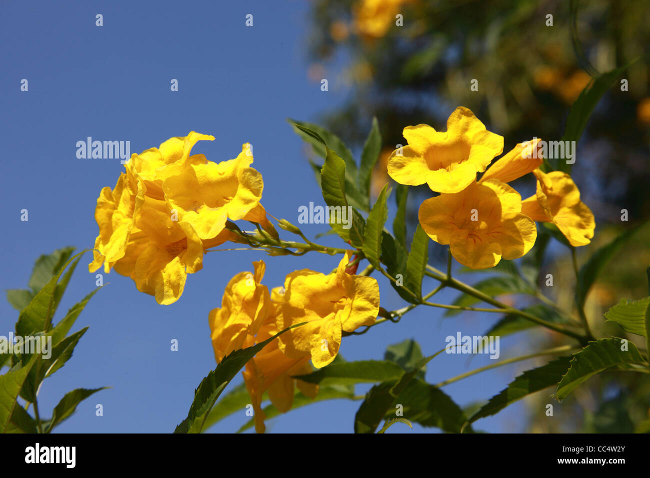 yellow hibiscus, flowering plants in the mallow family, Malvaceae Stock Photo