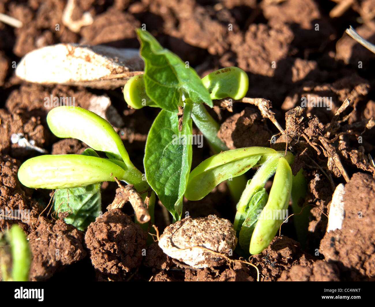 germinating bean seeds and growing in the greenyard Stock Photo Alamy