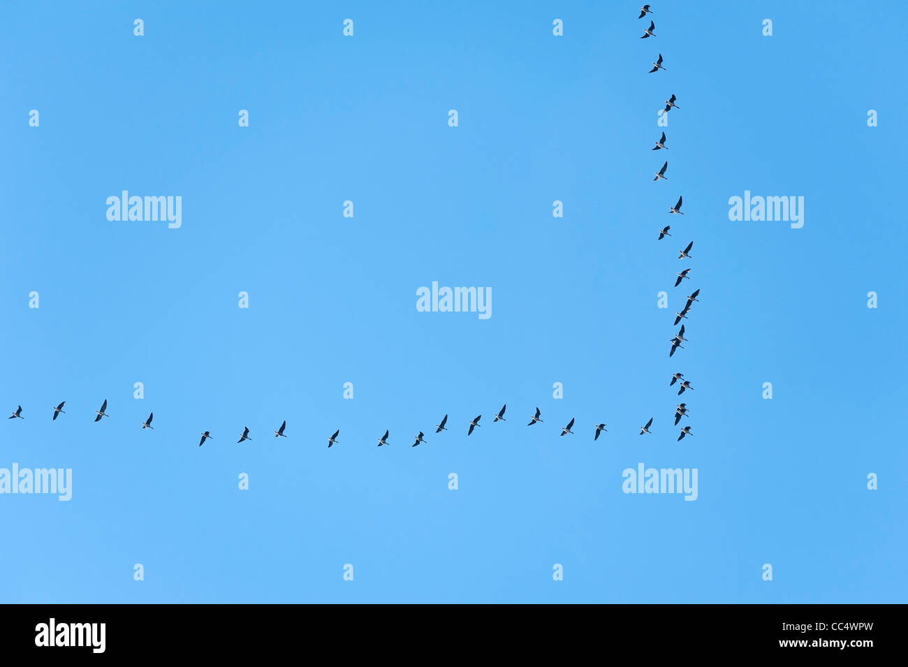 Migrating wild geese flying south at a V shape formation on clear blue sky Stock Photo Alamy