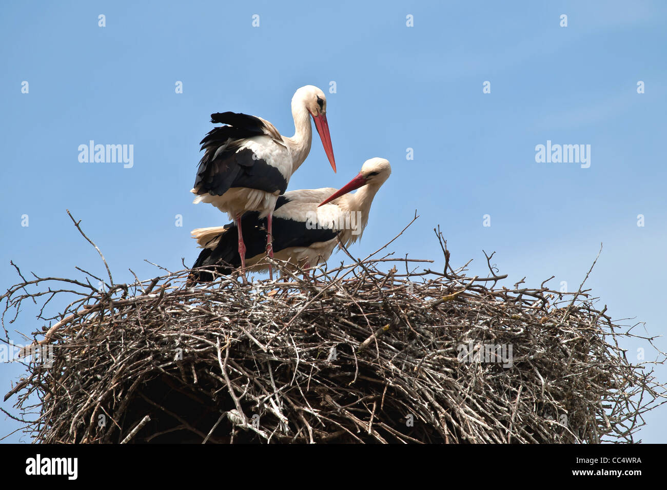 two storks in the nest Stock Photo - Alamy