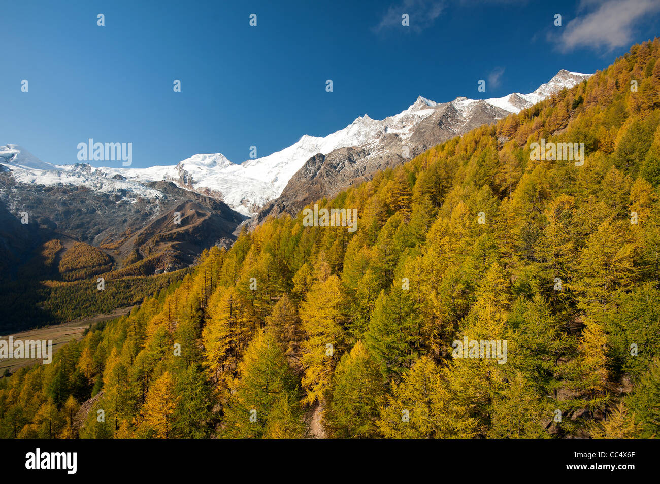 colorful autumn forest above Saas Fee, Switzerland Stock Photo