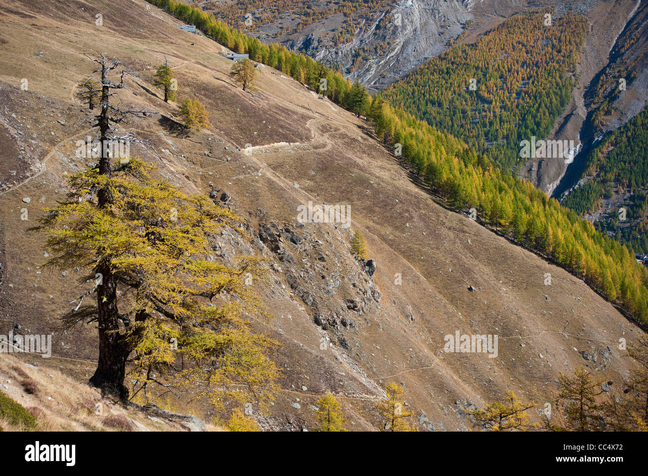 autumn colors of trees above Saas Fee, Switzerland Stock Photo
