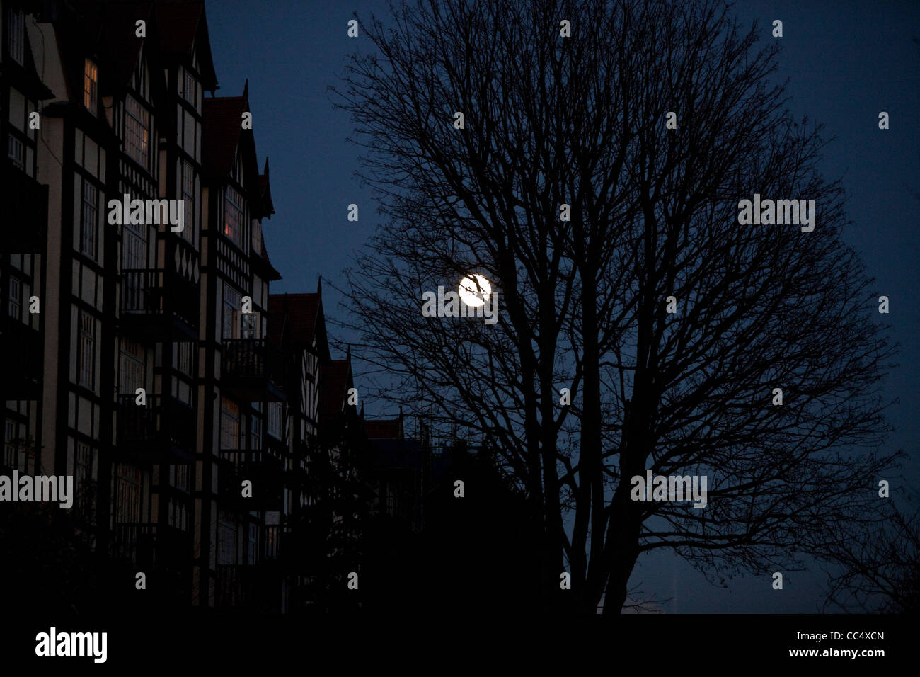 Full moon seen through the silhouette of a  bear tree, Holly Lodge Housing Estate, Makepeace Avenue, Highgate, London, N6, England, UK. Stock Photo