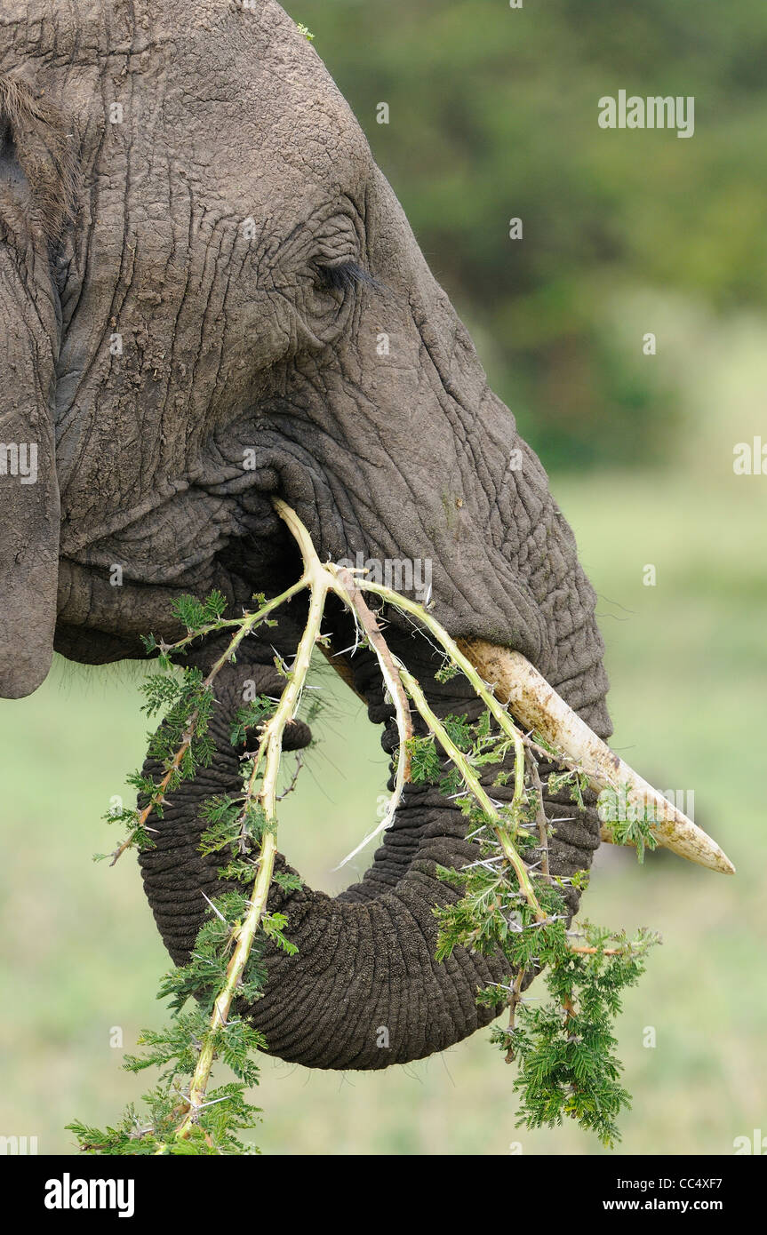 African Elephant (Loxodonta africana) eating branch of acacia tree, Masai Mara, Kenya Stock Photo